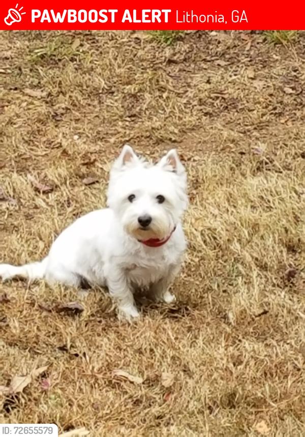 Lost Female Dog last seen Panola and Young Road, Lithonia, GA 30058