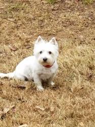 Lost Female Dog last seen Panola and Young Road, Lithonia, GA 30058