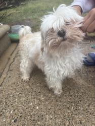 Found/Stray Male Dog last seen Ethel ecorse , Ecorse, MI 48229