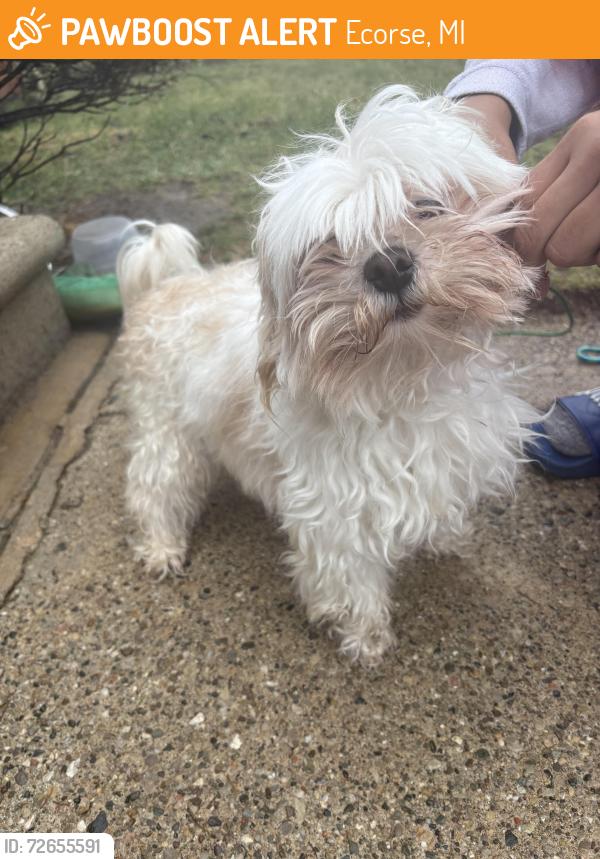 Found/Stray Male Dog last seen Ethel ecorse , Ecorse, MI 48229