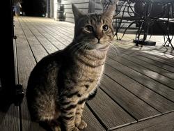 Found/Stray Male Cat last seen Meadow Glade Area, Battle Ground, WA 98604