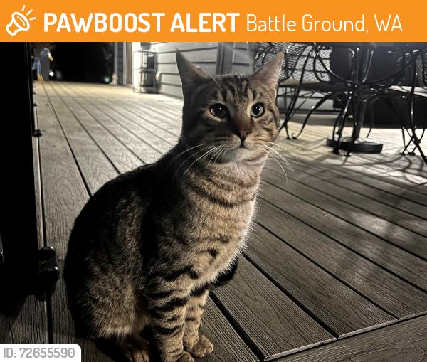 Found/Stray Male Cat last seen Meadow Glade Area, Battle Ground, WA 98604