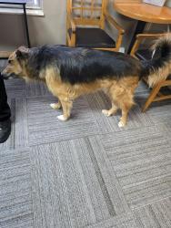 Found/Stray Male Dog last seen Waco and 13th, Wichita, KS 67203