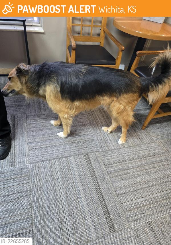 Found/Stray Male Dog last seen Waco and 13th, Wichita, KS 67203