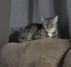 Lost Female Cat last seen Tallmadge elementary school, Lancaster, OH 43130