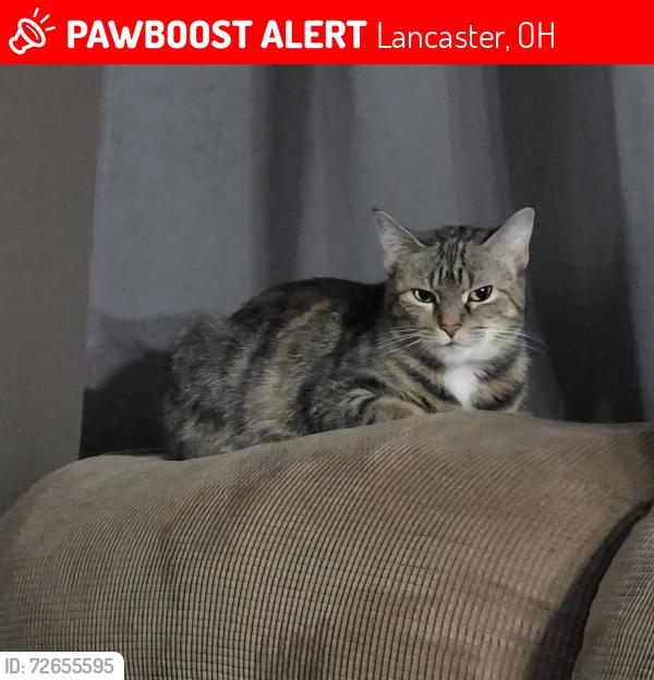Lost Female Cat last seen Tallmadge elementary school, Lancaster, OH 43130