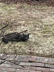 Found/Stray Male Cat last seen Bradford Court , Morris Township, NJ 07960