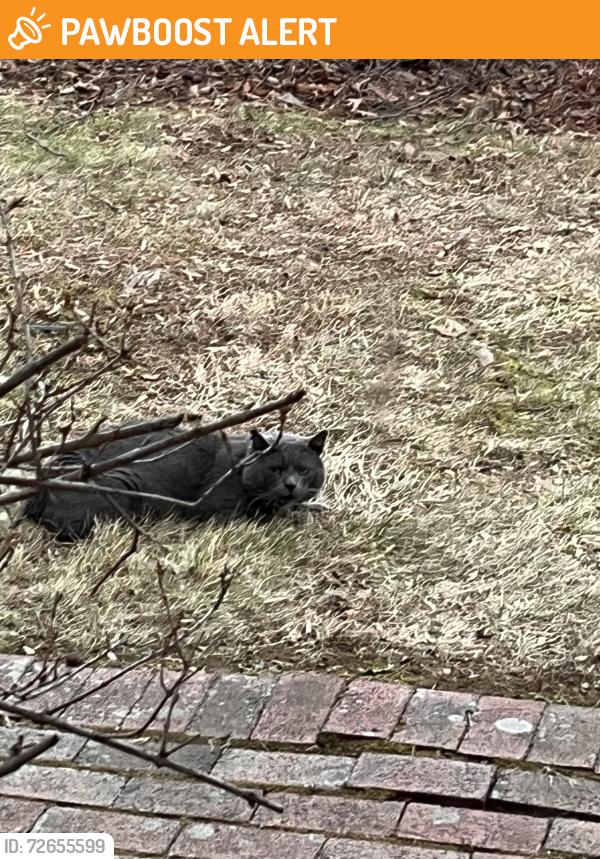 Found/Stray Male Cat last seen Bradford Court , Morris Township, NJ 07960