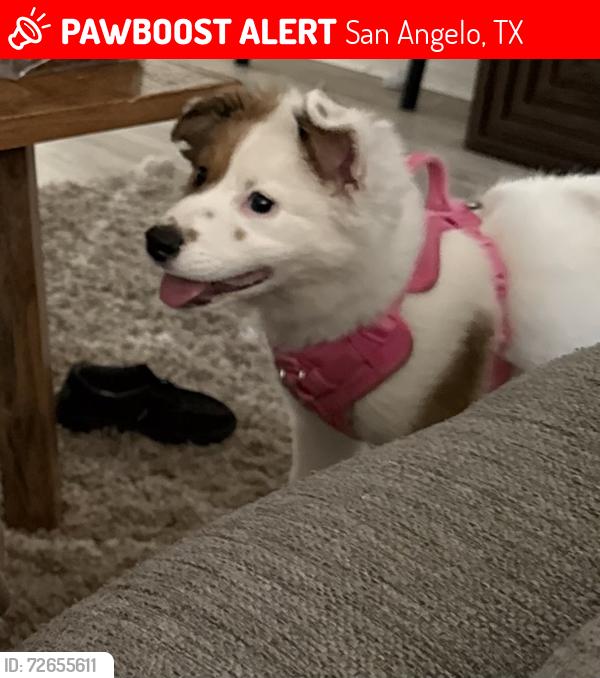 Lost Female Dog last seen Brentwood park, San Angelo, TX 76901
