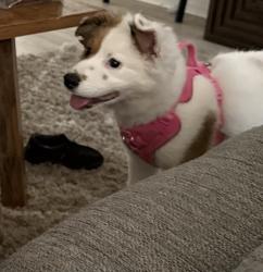 Lost Female Dog last seen Brentwood park, San Angelo, TX 76901