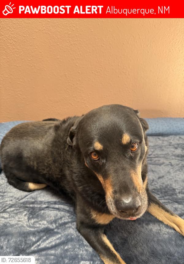 Lost Female Dog last seen Eubank and Comache, Albuquerque, NM 87111