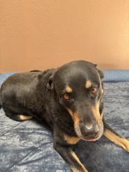 Lost Female Dog last seen Eubank and Comache, Albuquerque, NM 87111