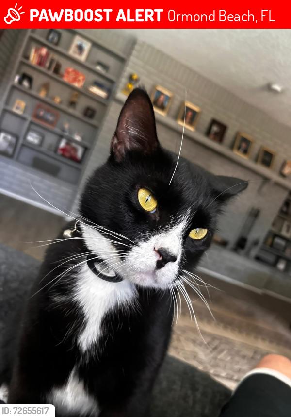 Lost Male Cat last seen Kimberly and Lindenwood Cir, Ormond Beach, FL 32174