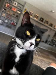 Lost Male Cat last seen Kimberly and Lindenwood Cir, Ormond Beach, FL 32174