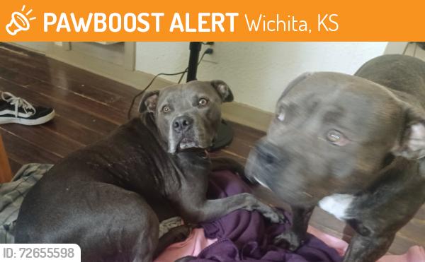Found/Stray Male Dog last seen .  Mt Vernon and 1900 block of S Water, Wichita, KS 67213