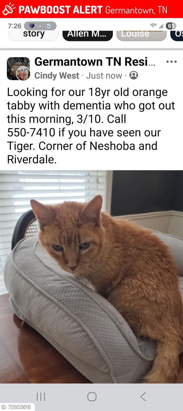 Lost Male Cat last seen Riverdale and Neshoba Rd, Germantown, TN 38138
