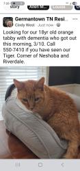 Lost Male Cat last seen Riverdale and Neshoba Rd, Germantown, TN 38138