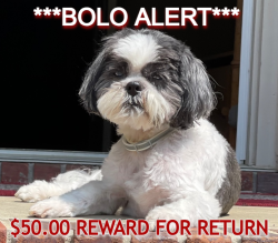 Lost Male Dog last seen Was last seen by some neighbors in Russet Woods walking down Guyton Road...escaped from his collar @ 517 S. Fork Ln, Birmingham, AL 35244