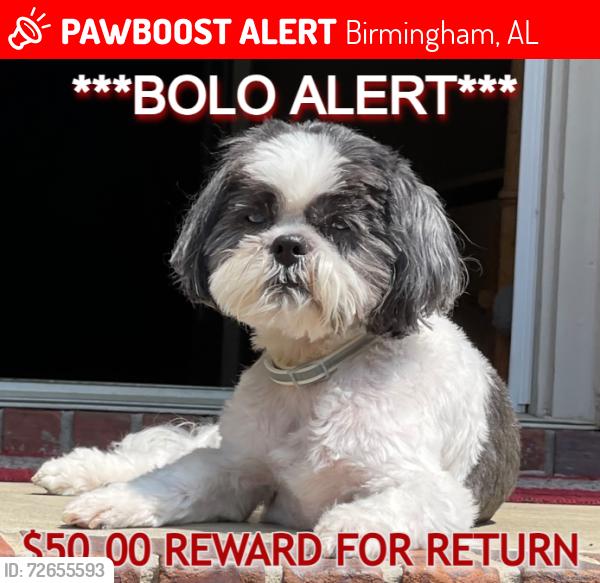 Lost Male Dog last seen Was last seen by some neighbors in Russet Woods walking down Guyton Road...escaped from his collar @ 517 S. Fork Ln, Birmingham, AL 35244