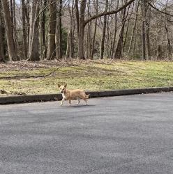 Found/Stray Unknown Dog last seen Red Gate Road and Cranberry Rd, Buckingham Township, PA 18902
