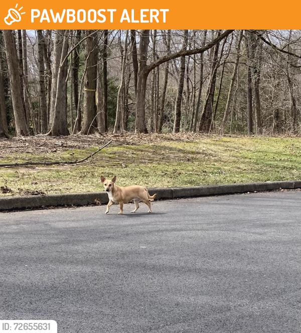 Found/Stray Unknown Dog last seen Red Gate Road and Cranberry Rd, Buckingham Township, PA 18902
