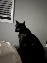 Lost Female Cat last seen Near 203 n Rowena st nampa Idaho 83686, Nampa, ID 83686