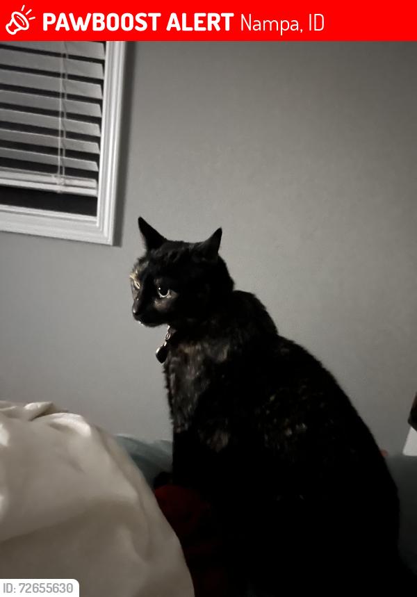 Lost Female Cat last seen Near 203 n Rowena st nampa Idaho 83686, Nampa, ID 83686