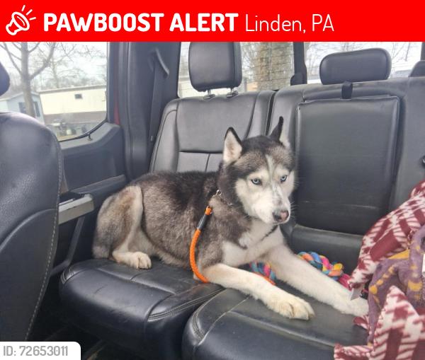 Lost Male Dog last seen Pennsylvania ave franklinville, Linden, PA 17744