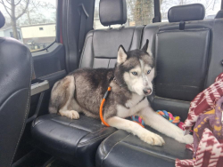 Lost Male Dog last seen Pennsylvania ave franklinville, Linden, PA 17744