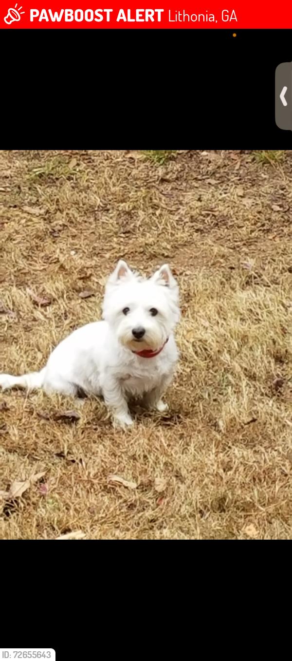 Lost Female Dog last seen Near Whittondale Rd, Lithonia, GA 30058