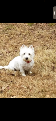 Lost Female Dog last seen Near Whittondale Rd, Lithonia, GA 30058