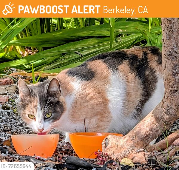 Found/Stray Unknown Cat last seen 66th and Boise St, Berkeley CA, Berkeley, CA 94702