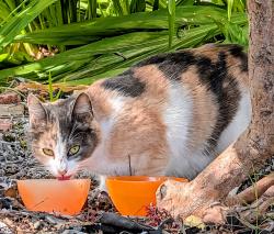 Found/Stray Unknown Cat last seen 66th and Boise St, Berkeley CA, Berkeley, CA 94702