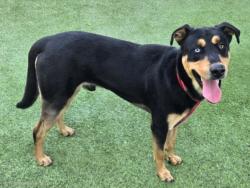 Shelter Stray Male Dog last seen , Los Angeles, CA 91405