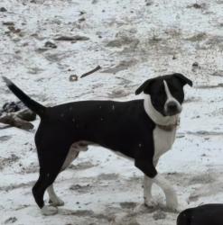 Lost Male Dog last seen Beaver pond near on ashmont , Raeford, NC 28376