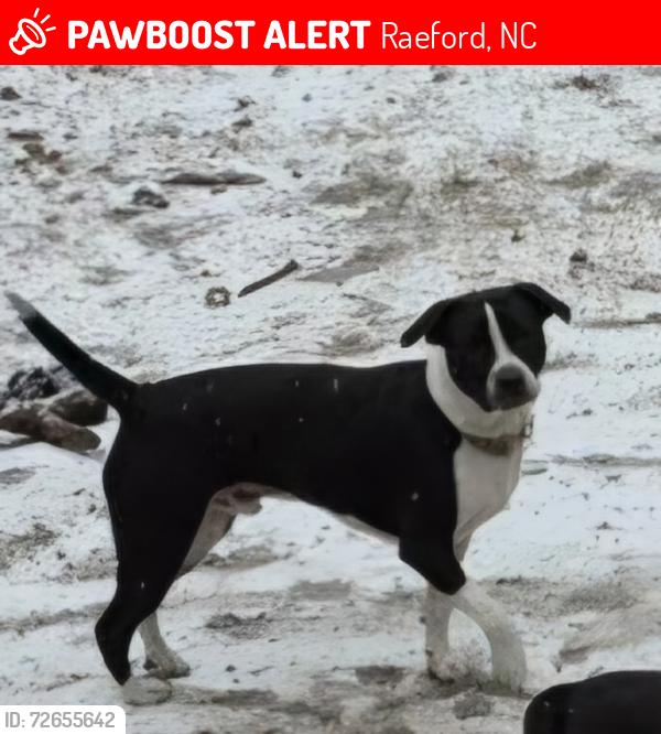 Lost Male Dog last seen Beaver pond near on ashmont , Raeford, NC 28376