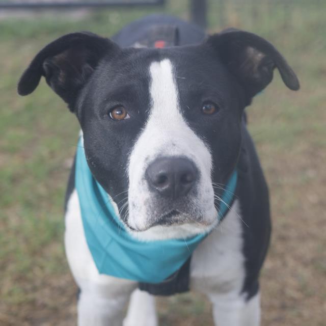 Shelter Stray Male Dog last seen Near BLOCK POTOSI, San Antonio, TX 78227
