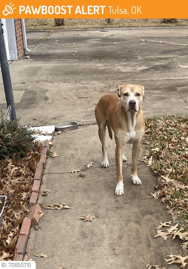 Found/Stray Male Dog last seen 11th and Mingo - Tulsa, Tulsa, OK 74128