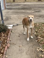Found/Stray Male Dog last seen 11th and Mingo - Tulsa, Tulsa, OK 74128