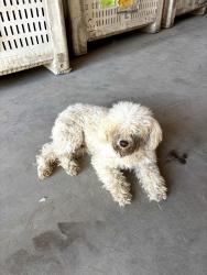 Found/Stray Male Dog last seen Flower st. And Kern st., Bakersfield, CA 93305