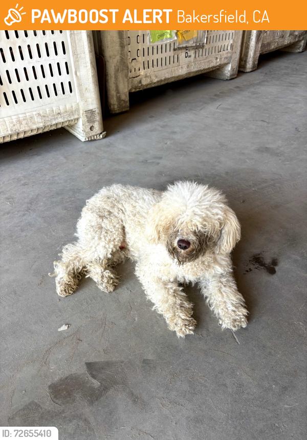 Found/Stray Male Dog last seen Flower st. And Kern st., Bakersfield, CA 93305