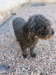Found/Stray Female Dog last seen Near w Voltaire dr, Phoenix, AZ 85023