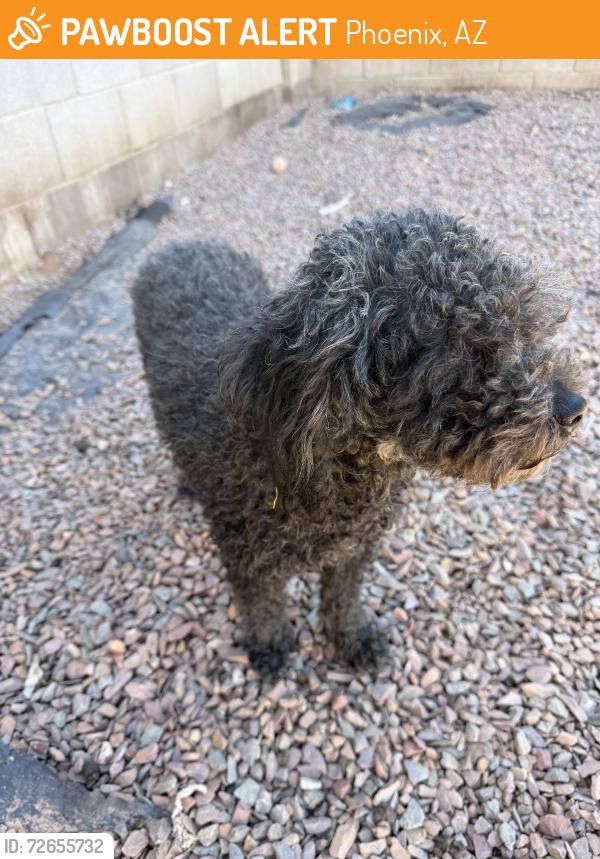 Found/Stray Female Dog last seen Near w Voltaire dr, Phoenix, AZ 85023
