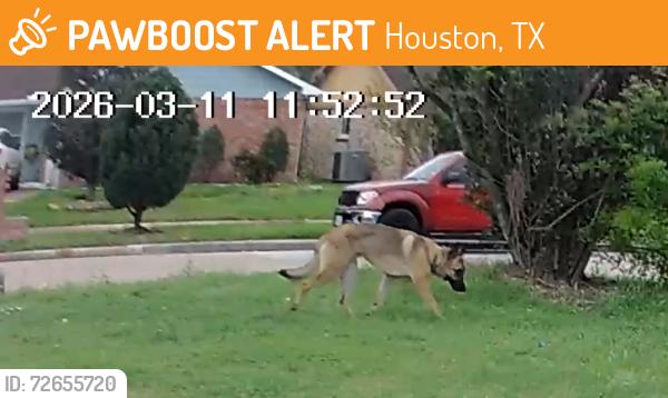 Found/Stray Unknown Dog last seen Silver Star Dr. & Bammel N. Houston, 77086, Houston, TX 77086