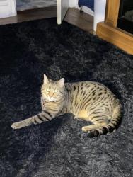 Lost Male Cat last seen 57th & Nassau Rd., Philadelphia, PA 19131