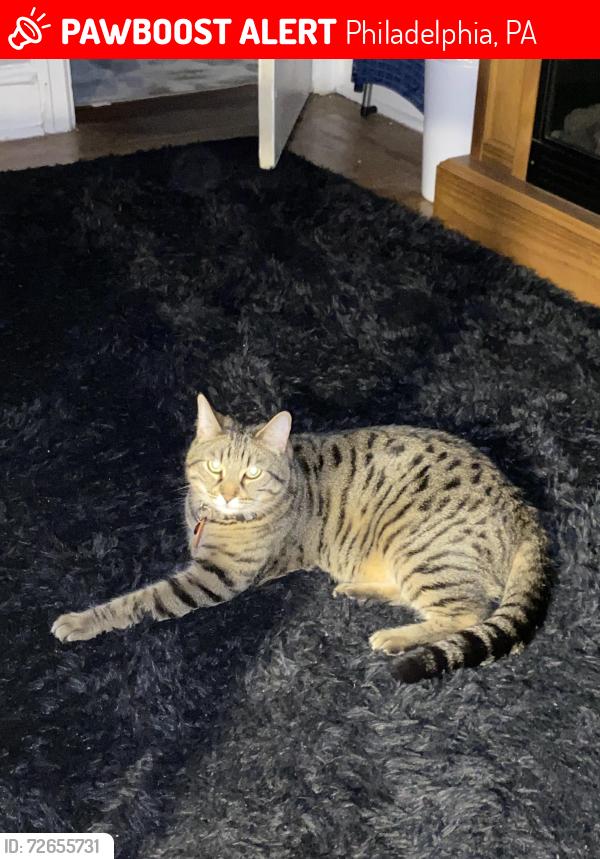Lost Male Cat last seen 57th & Nassau Rd., Philadelphia, PA 19131