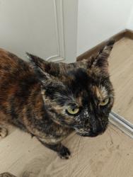 Found/Stray Unknown Cat last seen Near Mechanic apmts, Saint Paul, MN 55119