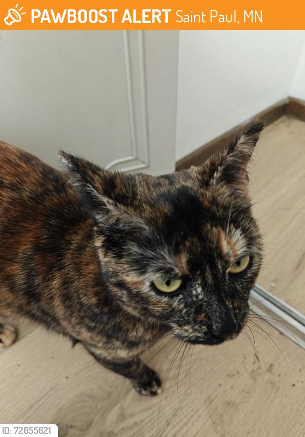 Found/Stray Unknown Cat last seen Near Mechanic apmts, Saint Paul, MN 55119