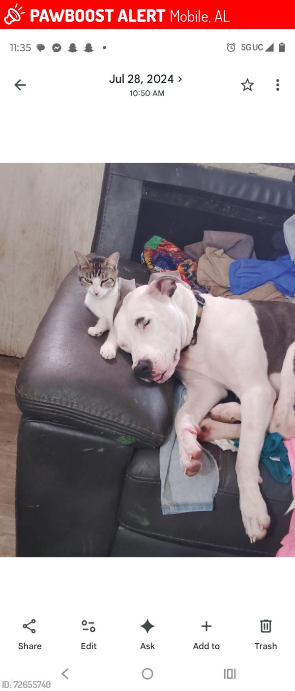 Lost Female Dog last seen I 10 interstate, Mobile, AL 36619