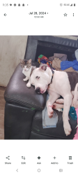 Lost Female Dog last seen I 10 interstate, Mobile, AL 36619